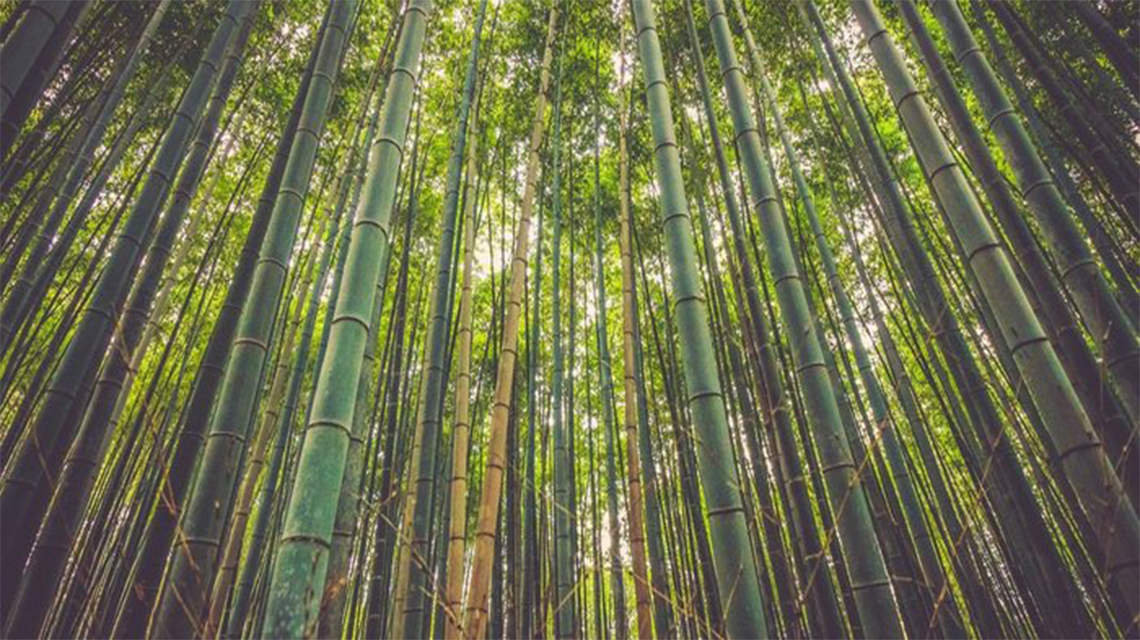 داستان الهام‎بخش رشد درخت بامبو